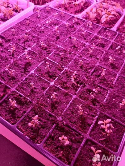 Майоран рассада