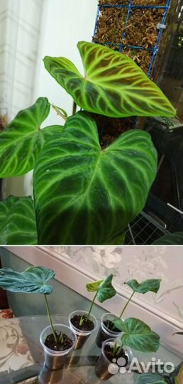 Домашние цветы