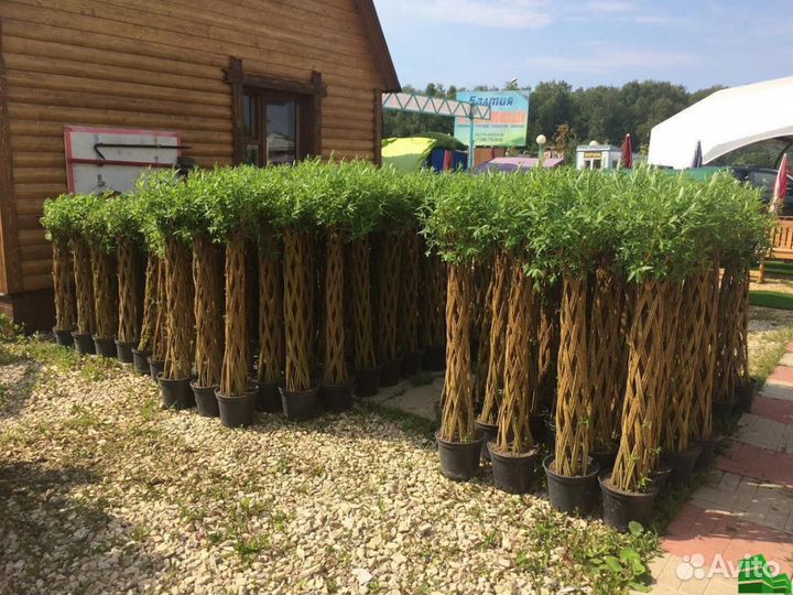 Живое плетеное дерево из ивы от 1,5 метров