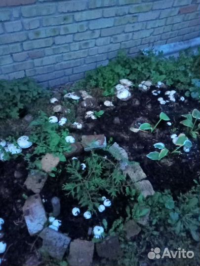 Компост отработанный от шампиньонов (удобрения)