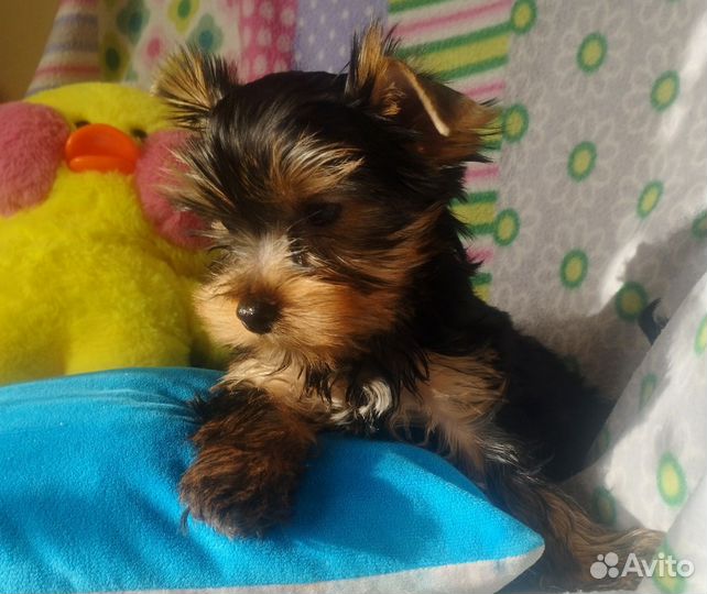 Йорки с документами