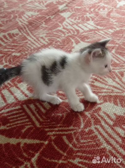 Кошка в дар бесплатно