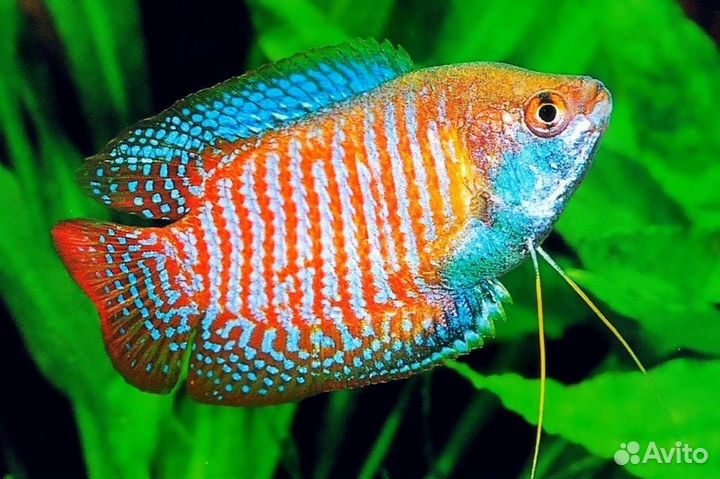 Лялиус полосатый, красный и кобальт