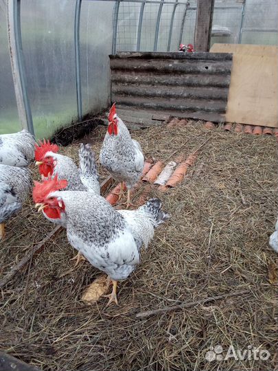 Петухи Борковкая Барвистая