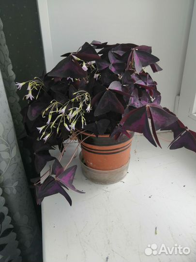 Кислица оксалис