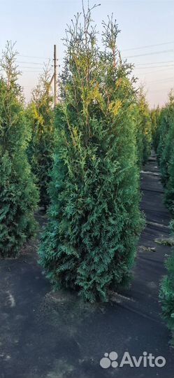 Туя колумна