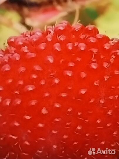 Саженцы тибетский малины