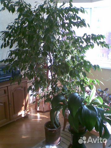 Фикус Бенджамин в керам.вазе высота выше 2 м лифт