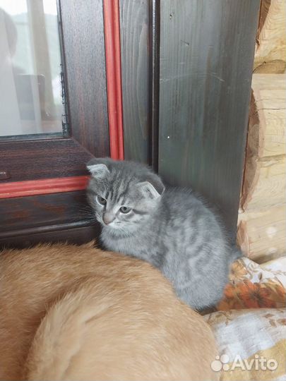 Вислоухие котята