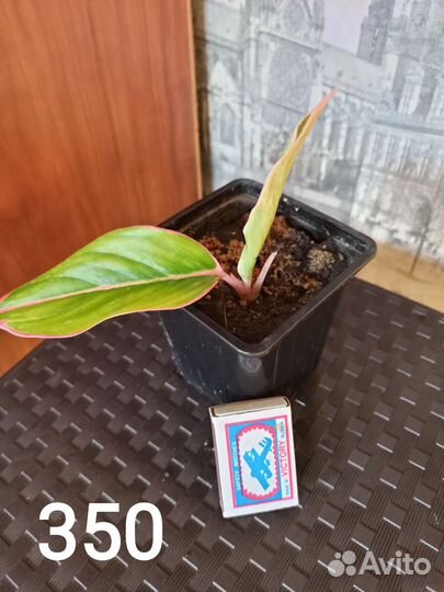 Аглаонема Аврора Сиам