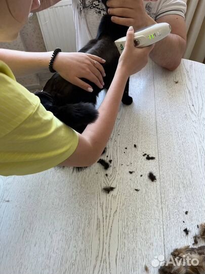 Стрижка кошек и котов, грумер с выездом на дом