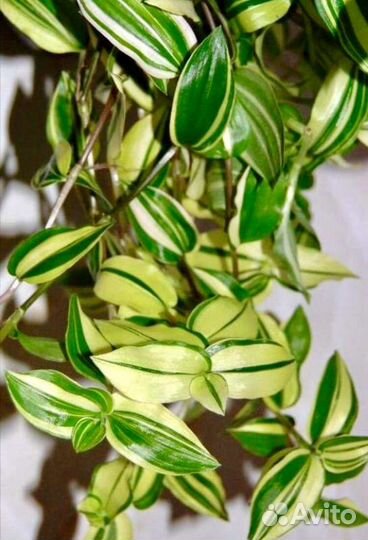 Традесканции сортовые