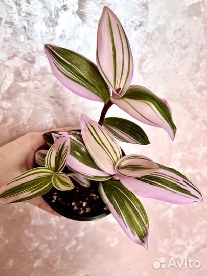 Часть2. Яркие комнатные растения цветы