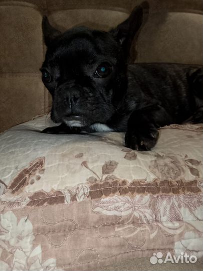 Французик мальчик