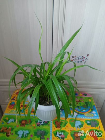 Пальма юкка