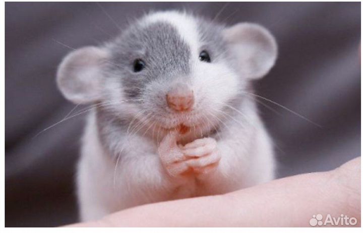 Крысята дамбо бесплатная доставка