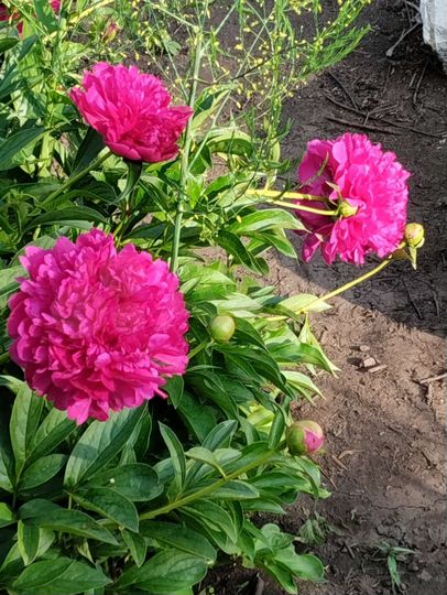 Дом 77 м² на участке 8 сот.