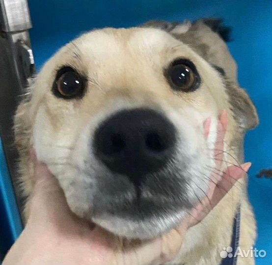 Елка в самые добрые руки