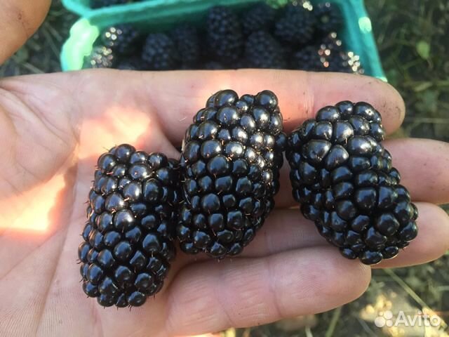 Ежевика без шипов Натчез, Блэк Джем и др