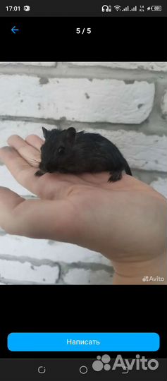 Мышки песчанки