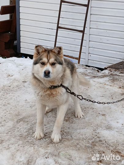 Бесплатно собака аляскинский маломут