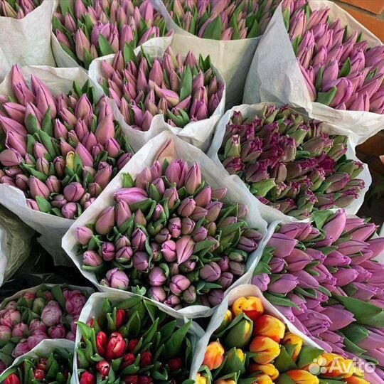 Тюльпаны к 8 марта оптом