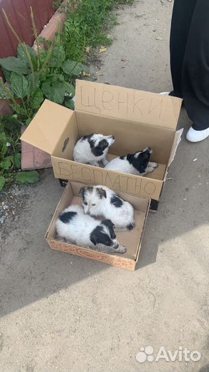 Щенки бесплатно