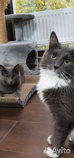 Русская голубая шикарная Сильвочка ждет семью