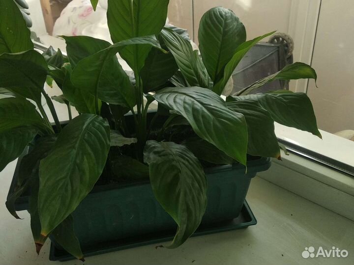 Спатифиллум, сансиеверия и другие цветы