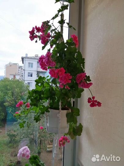 Герань пеларгония плющелистная Pink Chart