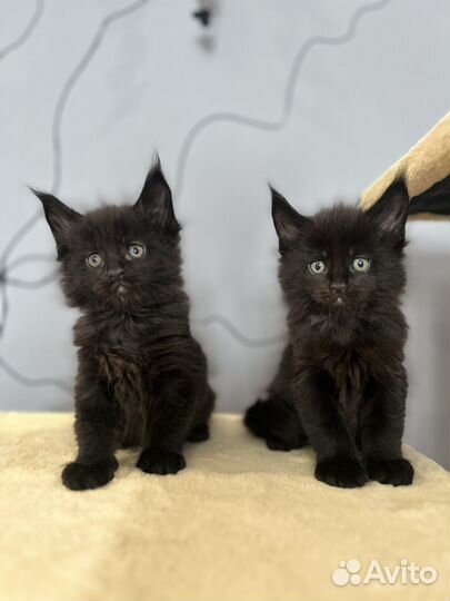 Шикарные Котята Мейн-кун высокопородные