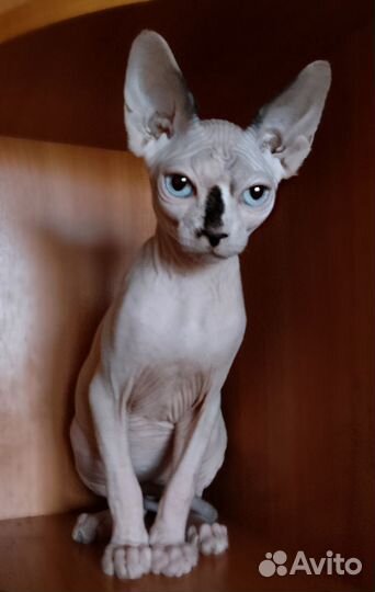 Канадский сфинкс котенок