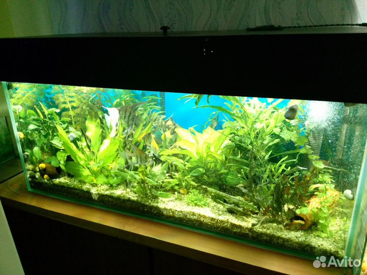 Аквариум с тумбой 300 литров