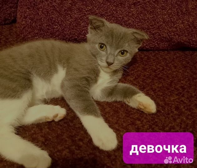 Котёнок(девочка)