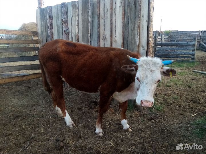 Коровы и телки