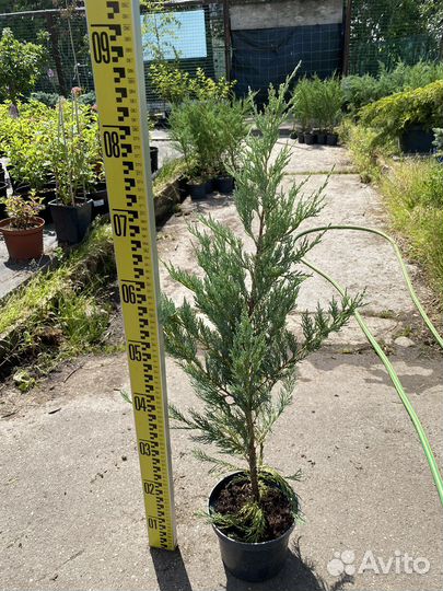 Можжевельник мунглоу