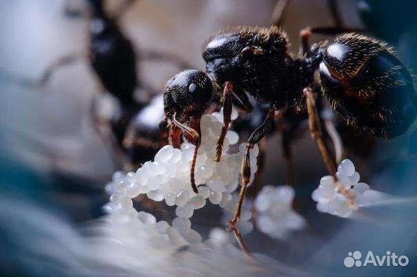 Муравьи messor structor