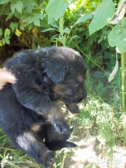 Щенки немецкой овчарки помесь.Бесплатно