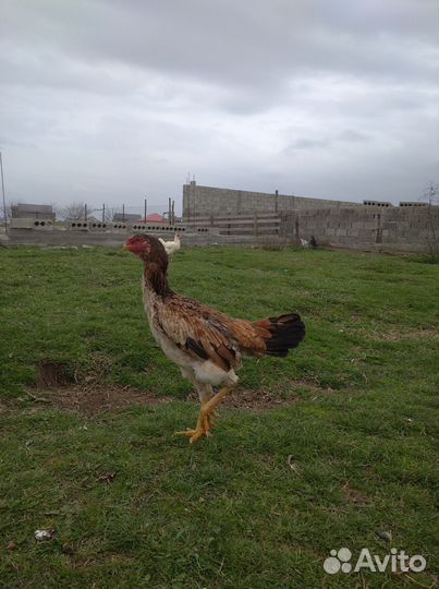 Бойцовая курица