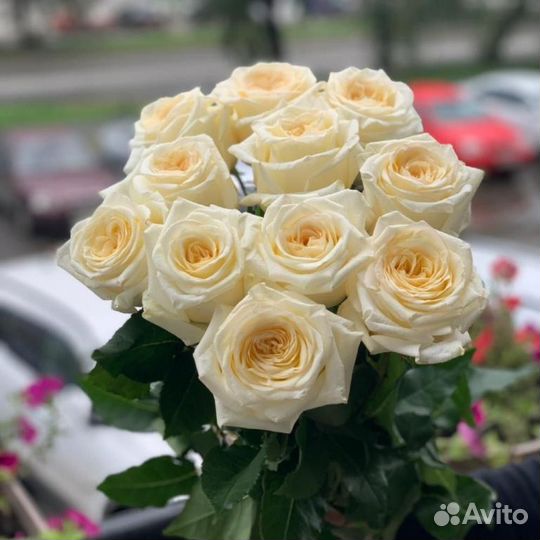 Пионовидная роза Сургут доставка