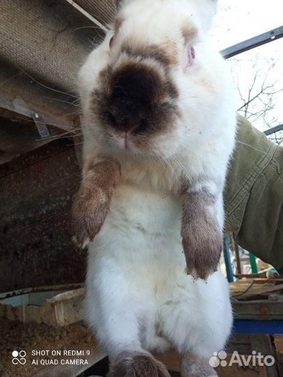 Кролики калифорнийские