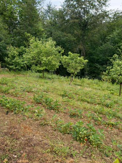 Участок 6 сот. (СНТ, ДНП)