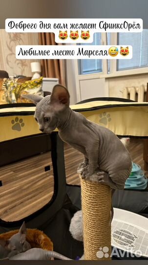 Канадский сфинкс котенок