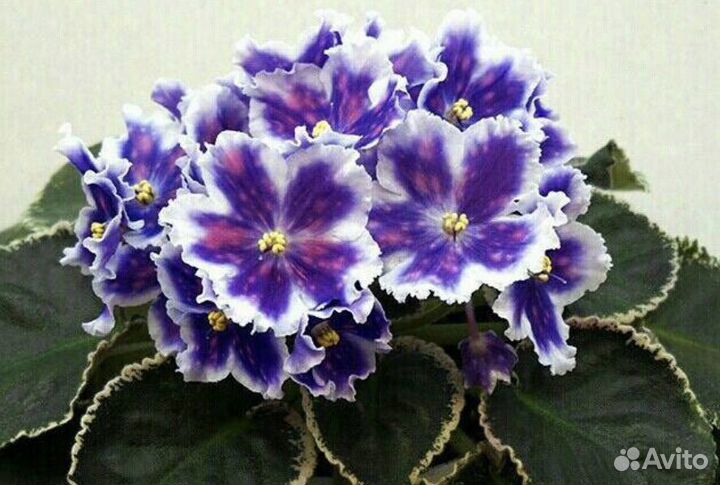 Срез листа Фиалка Ват Царь Горох