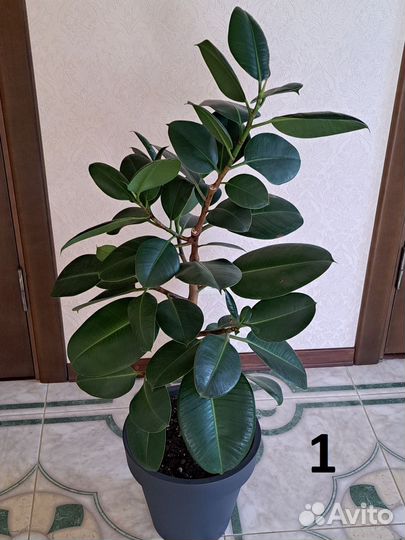 Комнатные растения. Фикус эластика