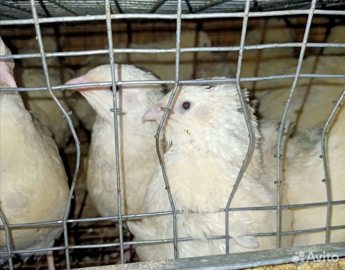 Перепел мясной Дмитриевский и Танюшкин Фараон