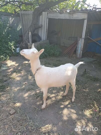 Коза молодая (1,5 года)