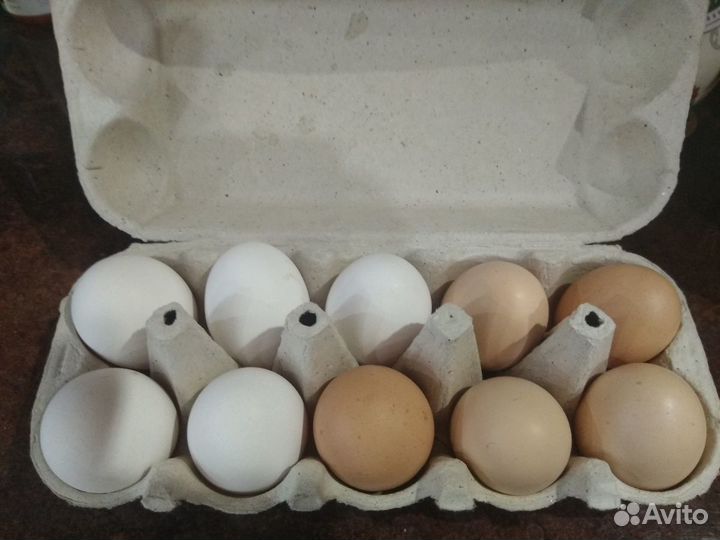 Яйца куриные и утиные
