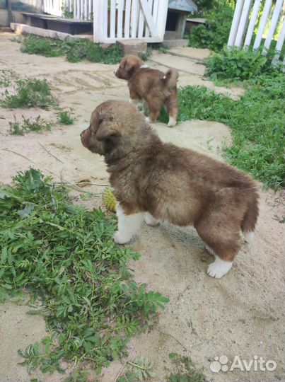 Красивые щенки для охраны двора в хорошие руки