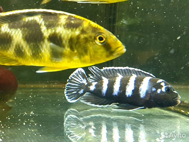 Продаю мальков малавийских цихлид в ассортименте